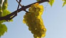 Hlade Wine